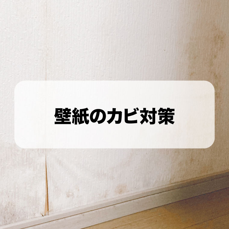 壁紙に生えたカビ【壁紙のカビ取り業者は全国対応のカビバスターズ】