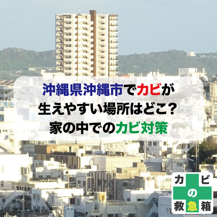 沖縄市でカビが生えやすい場所はどこ家の中でのカビ対策とカビ取り業者紹介