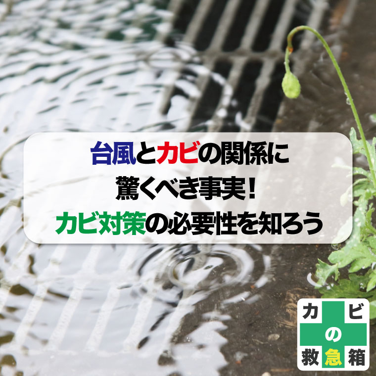 台風とカビの関係に驚くべき事実！カビ対策の必要性を知ろう