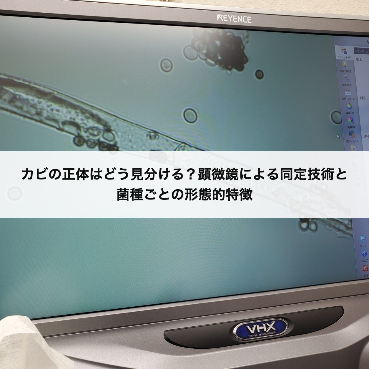 カビの正体はどう見分ける？顕微鏡による同定技術と菌種ごとの形態的特徴